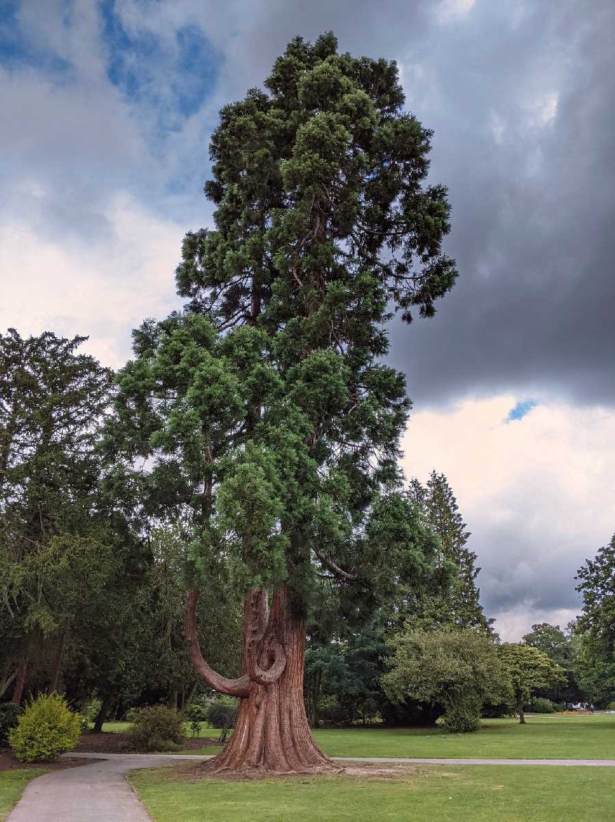 Tree - Cannon Hill Park, Birmingham